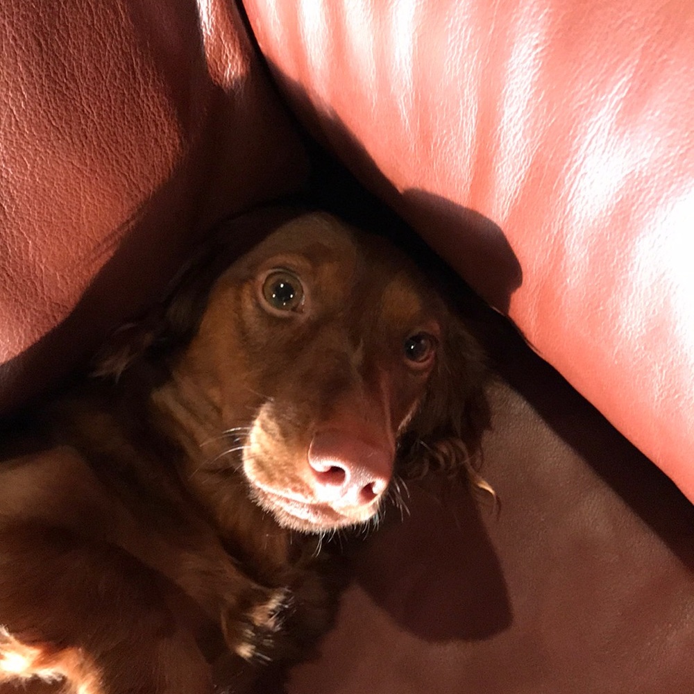 Meet your Posher, Nancy